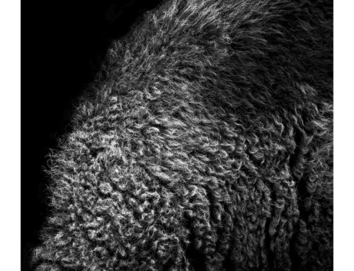Wyoming Bouclé